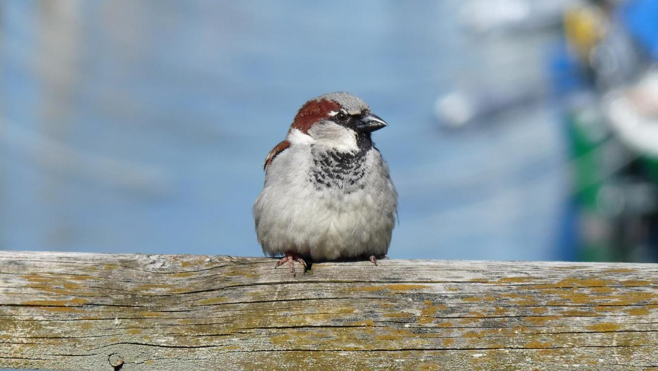 Ferienwohnung Roth Am Naturschutzgebiet Bodensee Eriskircher Ried Exteriér fotografie